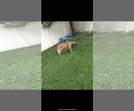 Small Mastiff