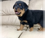 Small Photo #5 Rottweiler Puppy For Sale in BRIGHTON, CO, USA