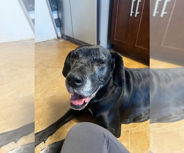 Medium Photo #8 Great Dane Puppy For Sale in Bullard, TX, USA