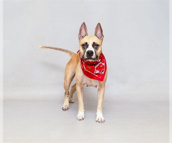 Medium Photo #2 Boxer-Unknown Mix Puppy For Sale in Sanford, FL, USA