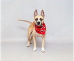 Small #1 Boxer Mix