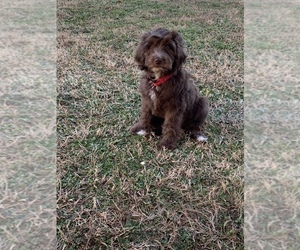 Goldendoodle Puppy for sale in MBORO, TN, USA