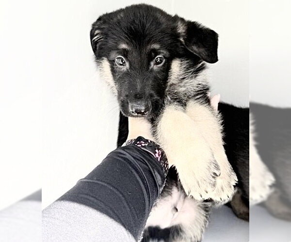Medium Photo #1 German Shepherd Dog Puppy For Sale in Houston, TX, USA