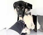 Small German Shepherd Dog