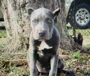 Medium Cane Corso