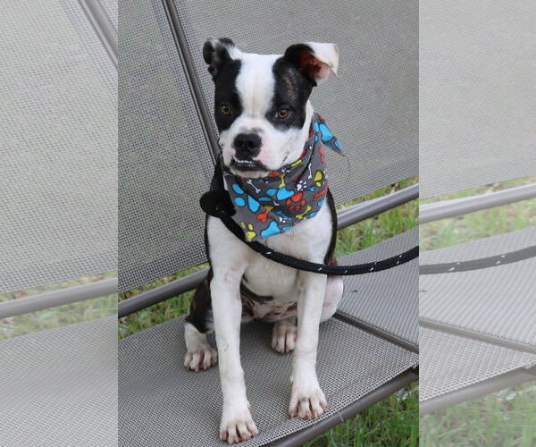 Medium Photo #3 Boston Terrier-Unknown Mix Puppy For Sale in Bandera, TX, USA