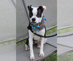 Small #2 Boston Terrier Mix