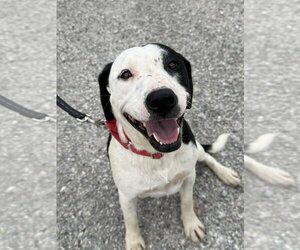 Mutt Dogs for adoption in Evansville, IN, USA