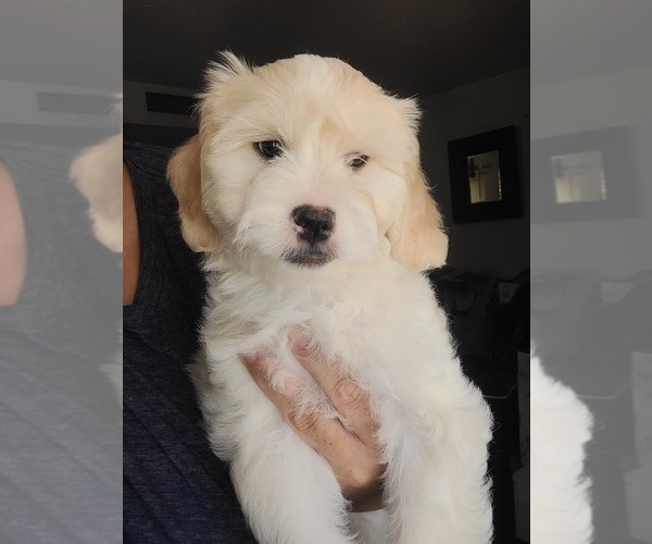 Medium Photo #8 Lhasa Apso Puppy For Sale in PHOENIX, AZ, USA