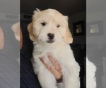 Small #7 Lhasa Apso