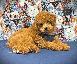 Poodle (Toy) Puppy for Sale in WINNSBORO, Louisiana USA