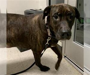 Boxer-Unknown Mix Dogs for adoption in Plano, TX, USA
