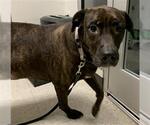TRIXIE - Female Boxer-Unknown Mix Dog for Adoption - Small photo