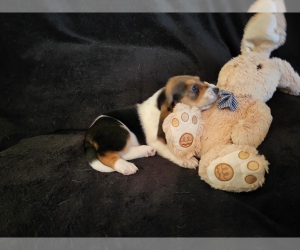 Medium Photo #15 Basset Hound Puppy For Sale in CLAREMORE, OK, USA