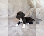 Puppy Puppy 8 Cane Corso