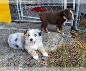 Australian Shepherd Puppy for sale in OAK RIDGE, TN, USA