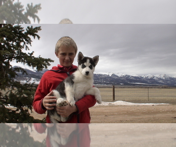 Medium Photo #3 Siberian Husky Puppy For Sale in WESTCLIFFE, CO, USA