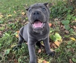 Small #1 Cane Corso