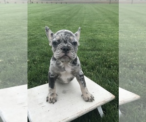 French Bulldog Puppy for Sale in GOSHEN, Indiana USA