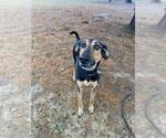 Small Eurasier-German Shepherd Dog Mix