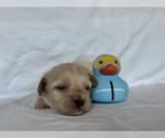 Puppy Ruby Maltipoo-Shih-Poo Mix