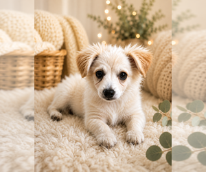 Colonial Cocker Spaniel-Pomeranian Mix Dogs for adoption in Dana Point, CA, USA