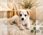 Small Colonial Cocker Spaniel-Pomeranian Mix