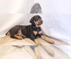 Doberman Pinscher Puppy for sale in MARIPOSA, CA, USA