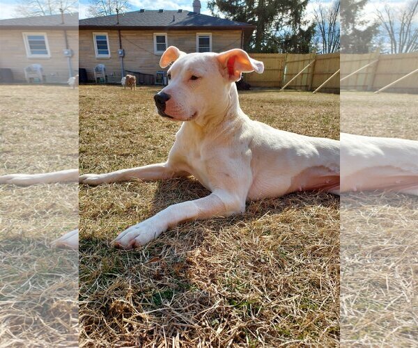 Medium Photo #13 American Pit Bull Terrier-Unknown Mix Puppy For Sale in Columbus, IN, USA
