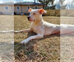 Small Photo #13 American Pit Bull Terrier-Unknown Mix Puppy For Sale in Columbus, IN, USA