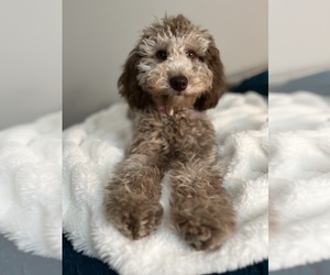 Mother of the Goldendoodle (Miniature) puppies born on 09/20/2025