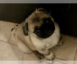 Pug Puppy for sale in MERIDEN, MN, USA