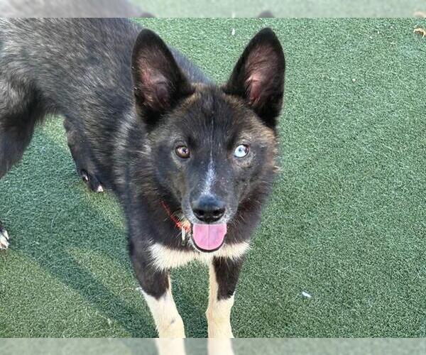 Medium Photo #3 Siberian Husky-Unknown Mix Puppy For Sale in Martinez, CA, USA