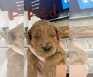 Goldendoodle Puppy for sale in ELYRIA, OH, USA