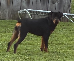 Rottweiler Puppy for sale in SHELL KNOB, MO, USA
