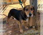 Small Photo #1 Beagle Puppy For Sale in Valrico, FL, USA