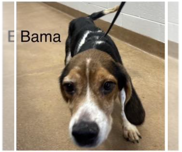 Medium Photo #2 Beagle Puppy For Sale in Tampa, FL, USA