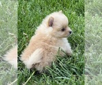 Small Photo #6 Pomeranian Puppy For Sale in SILEX, MO, USA