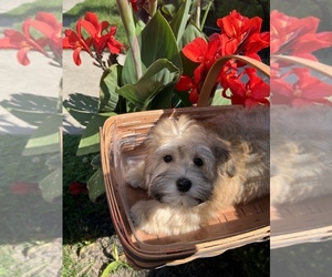 Havanese Puppy for sale in LIVONIA, MI, USA