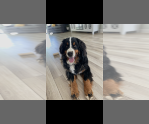 Father of the Bernedoodle puppies born on 06/10/2025
