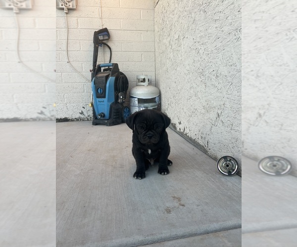 Medium Photo #1 Frenchie Pug Puppy For Sale in BUCKEYE, AZ, USA
