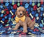 Small Cavapoo (Miniature)