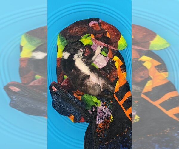 Medium Photo #3 Mutt Puppy For Sale in New York, NY, USA