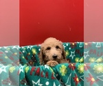 Small Photo #9 Poodle (Standard) Puppy For Sale in WILSONVILLE, OR, USA
