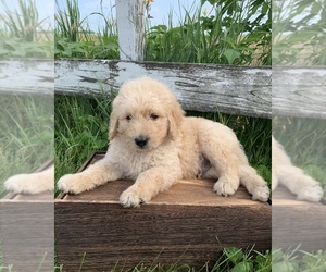 Goldendoodle Puppy for sale in CONCEPTION JUNCTION, MO, USA
