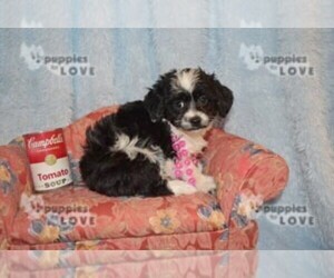 Aussiedoodle-Poodle (Toy) Mix Puppy for sale in SANGER, TX, USA