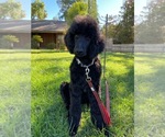 Puppy kobra Poodle (Standard)