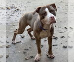 Small American Pit Bull Terrier Mix