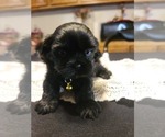Small Photo #8 Shih Tzu Puppy For Sale in BELLEVILLE, MI, USA