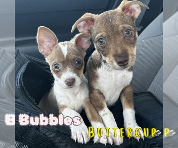 Medium Photo #3 Dachshund-Unknown Mix Puppy For Sale in San Antonio, TX, USA
